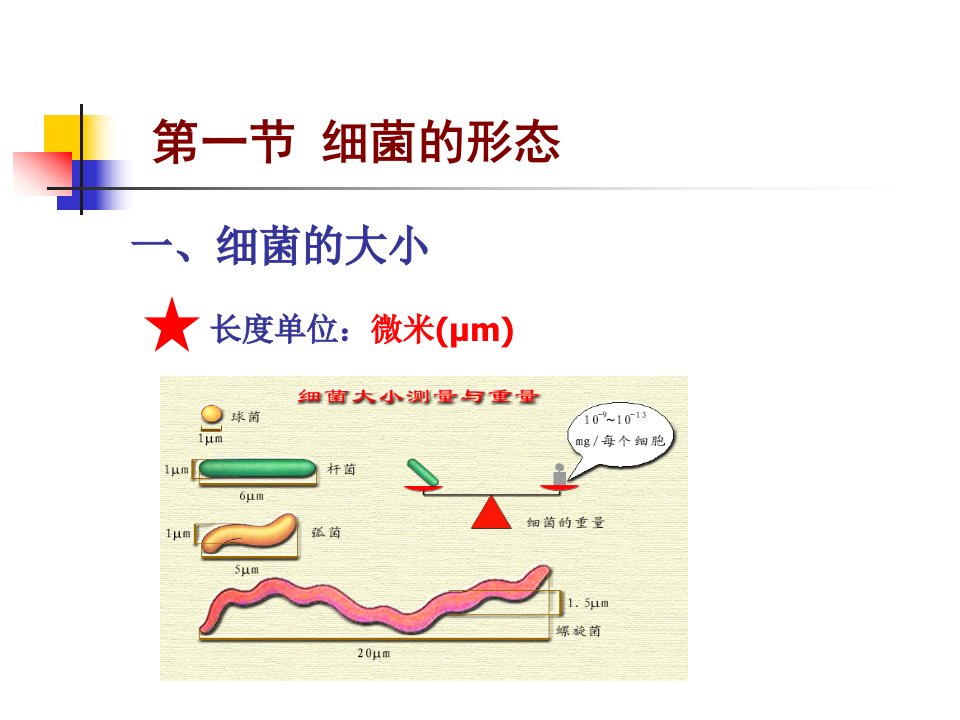 细菌形态特征