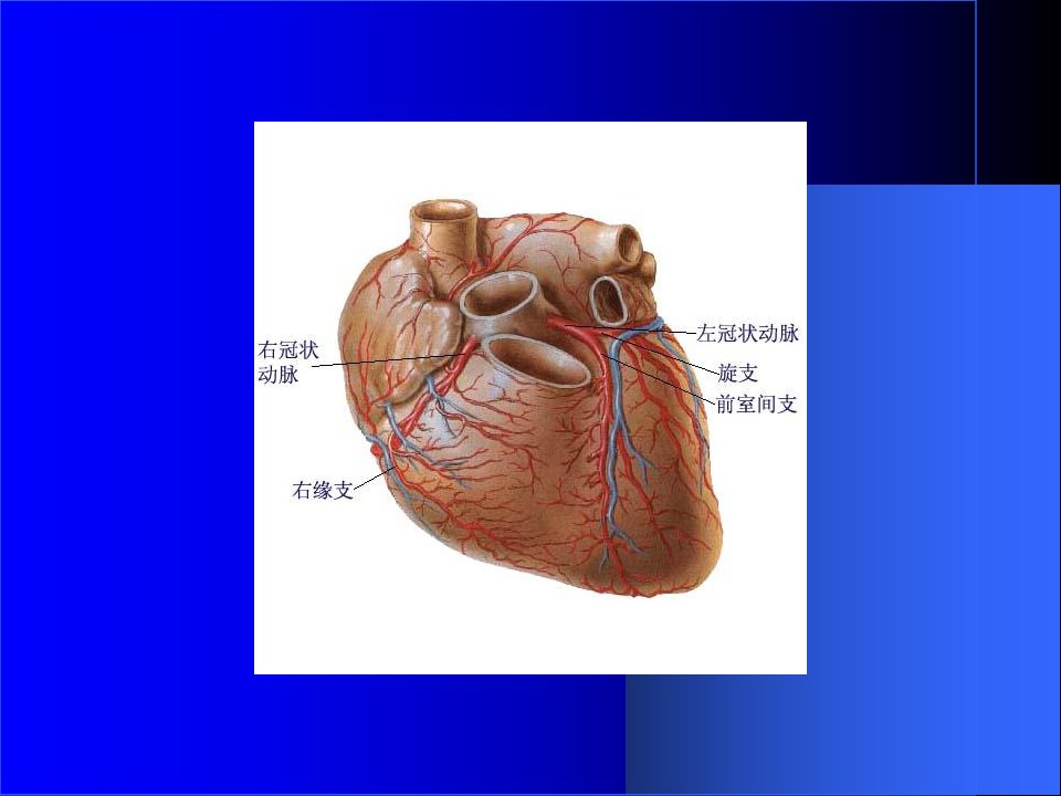 最新心脑血管疾病预防保健PPT课件