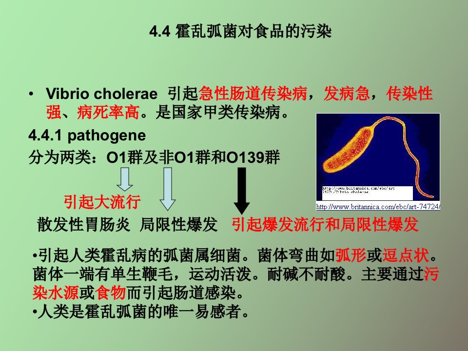 霍乱弧菌对食品的污染