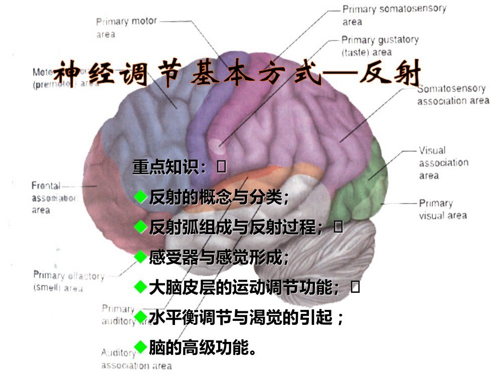 高中生物核心概念高考复习-神经调节基本方式—反射