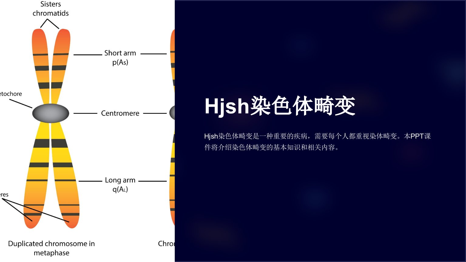 《hjsh染色体畸变》课件