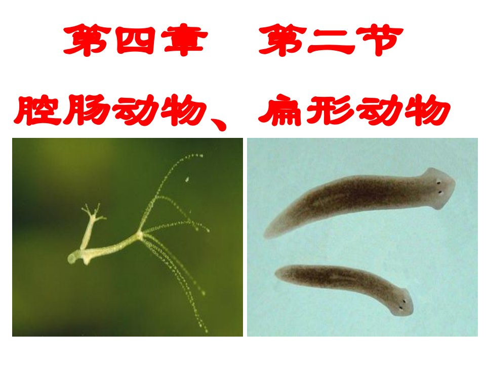 2腔肠动物、扁形动物