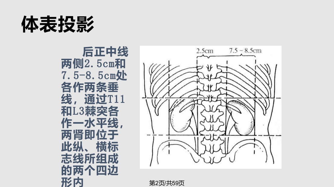 肾脏的解剖学习