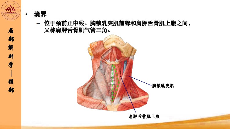 局部解剖学-颈部：4-肌三角的境界和内容