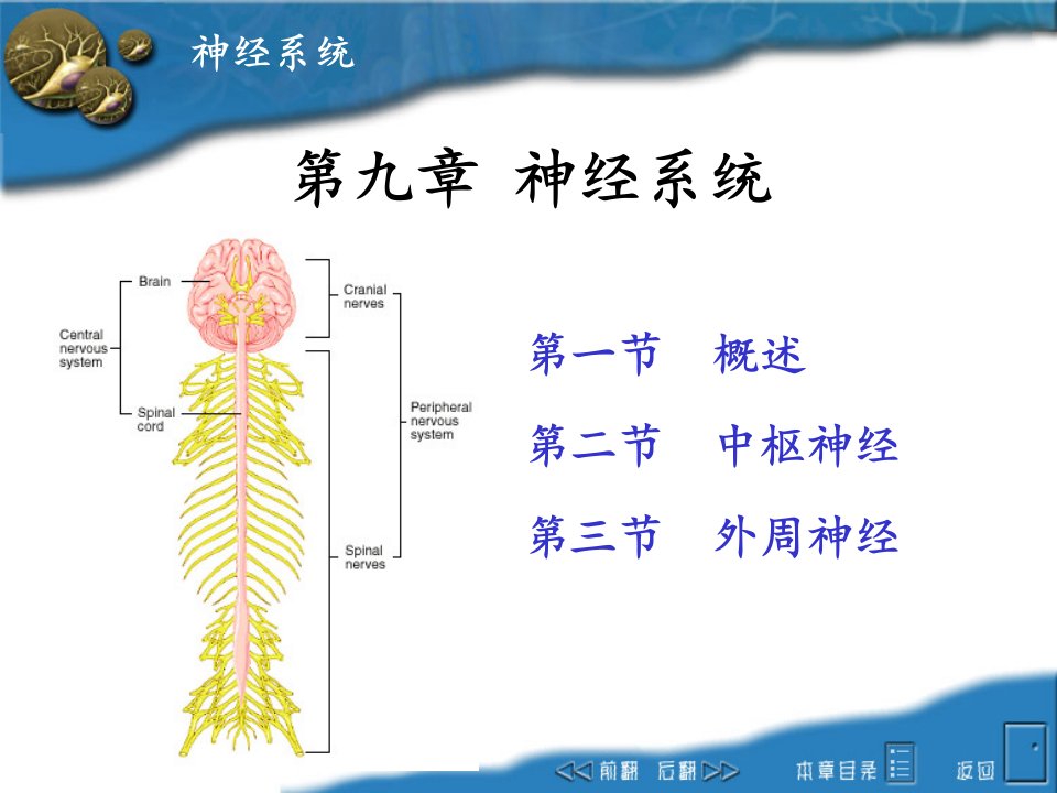 畜禽解剖学-9神经系统PPT课件