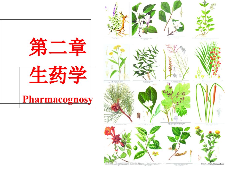 2--药学导论第二章-生药学