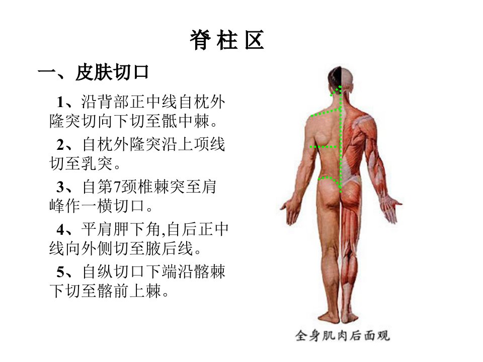 局部解剖学课件之-脊柱区