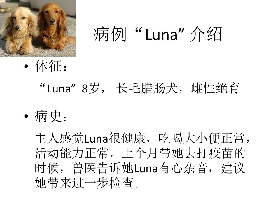 老年小型犬心脏疾病的诊断治疗和长期管理课件