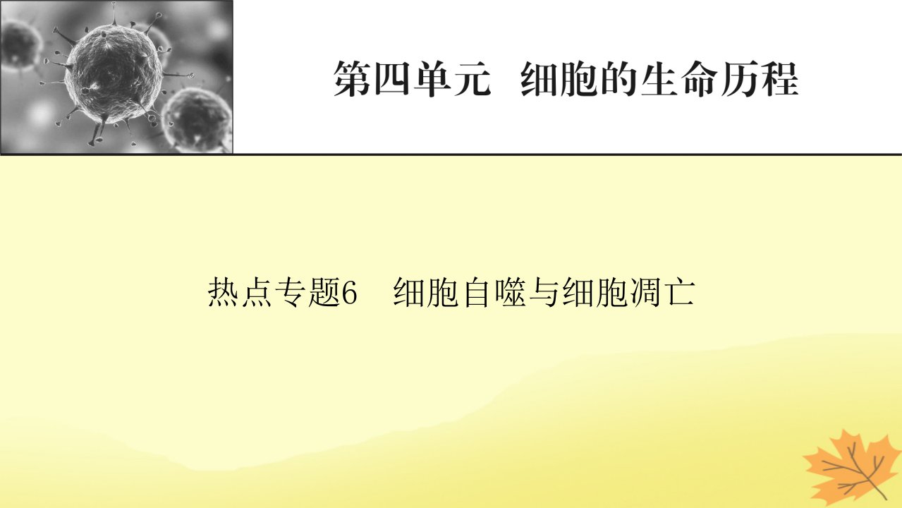 2023版高考生物一轮总复习热点专题6细胞自噬与细胞凋亡课件