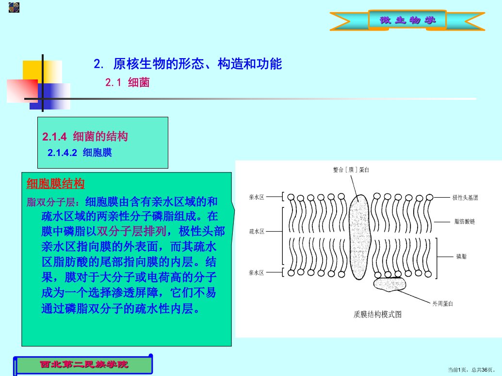 第二章原核生物形态结构与功能课件