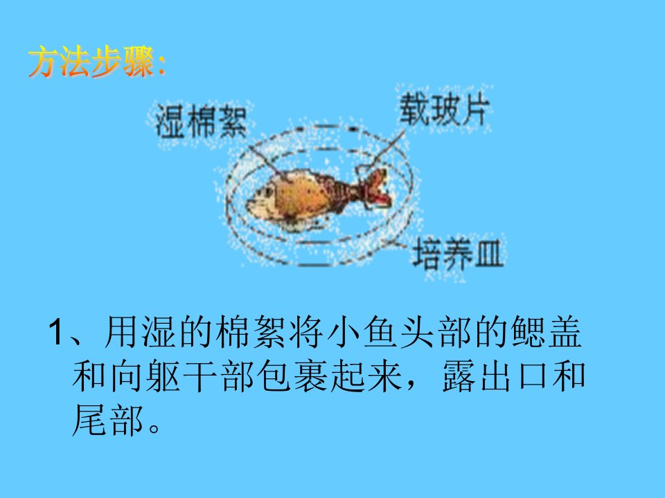 七年级生物小鱼尾鳍内血液的流动