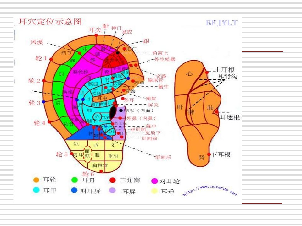 耳穴压豆法ppt课件