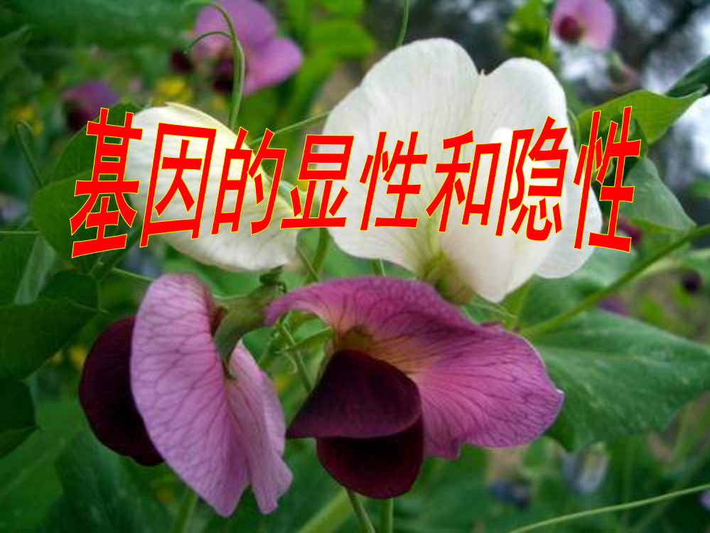 （中小学资料）第三节基因的显性和隐性