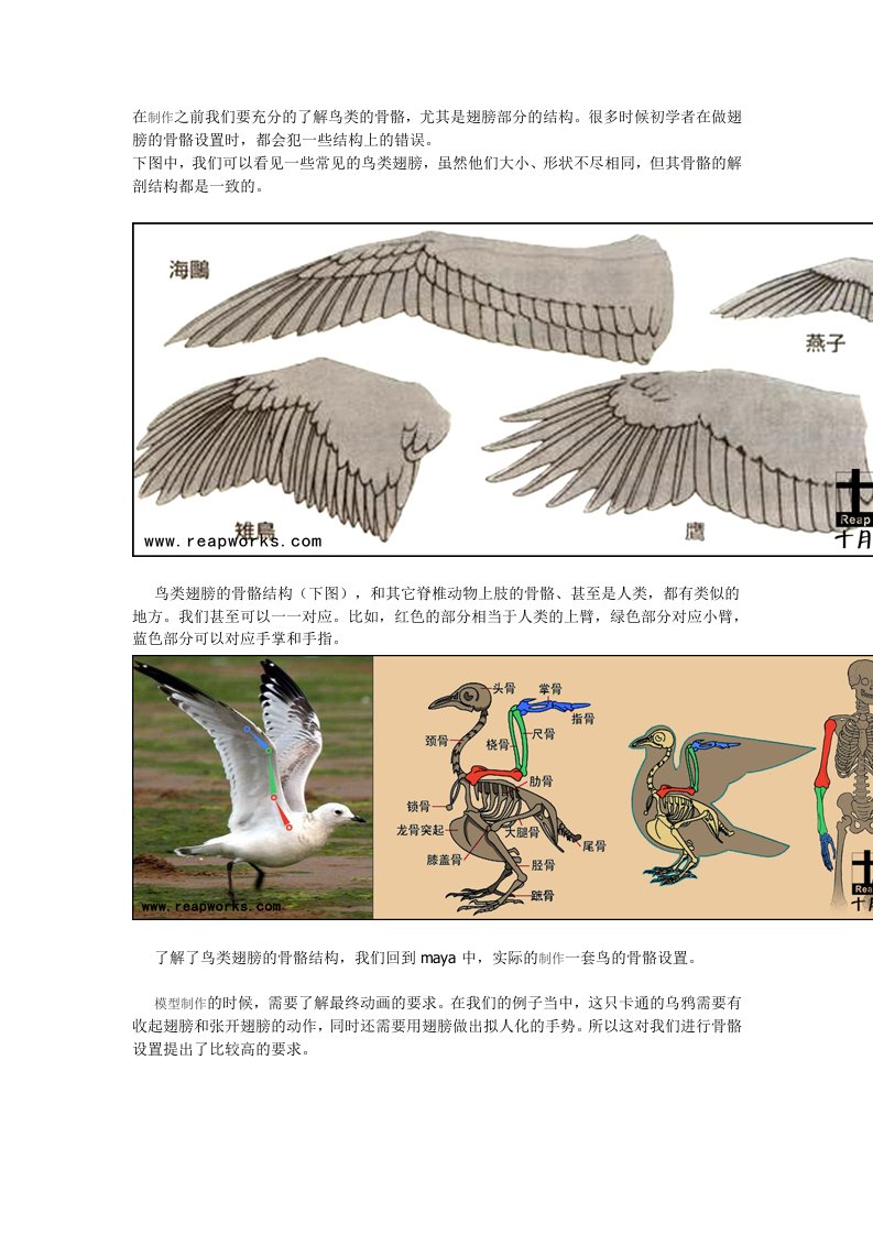 Maya中鸟类的骨骼绑定