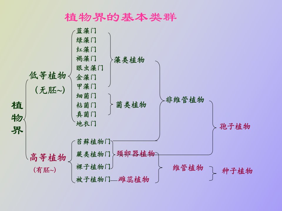 苔藓蕨类恢复