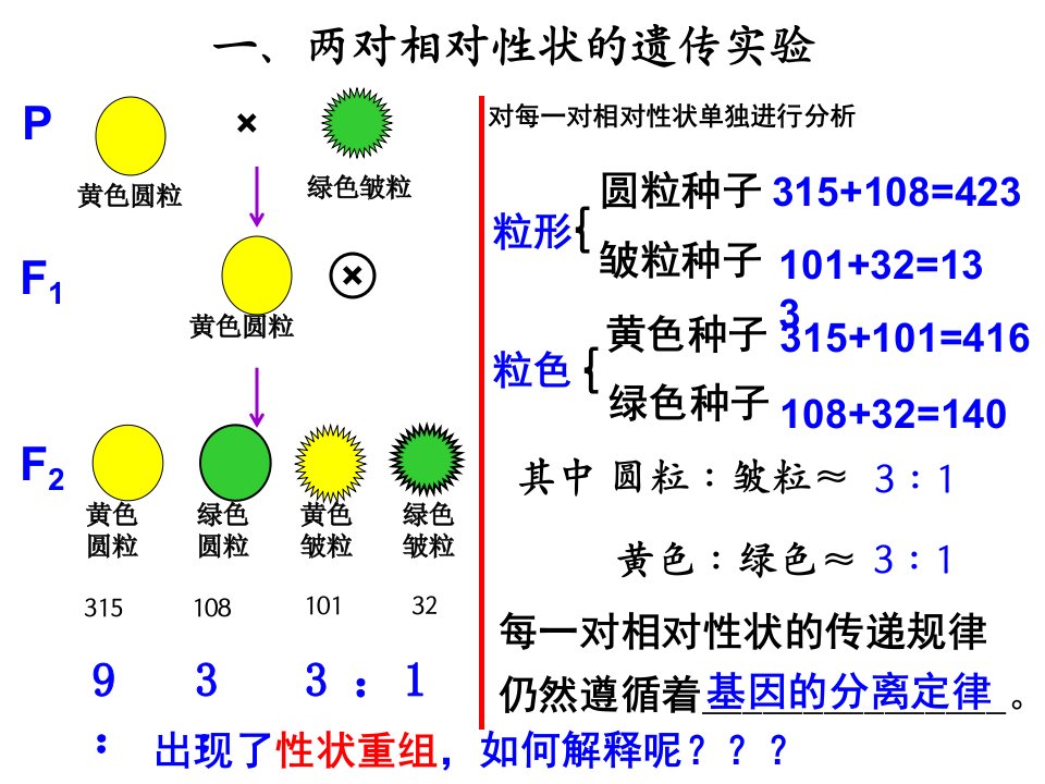 孟德尔定律之二自由组合定律课件