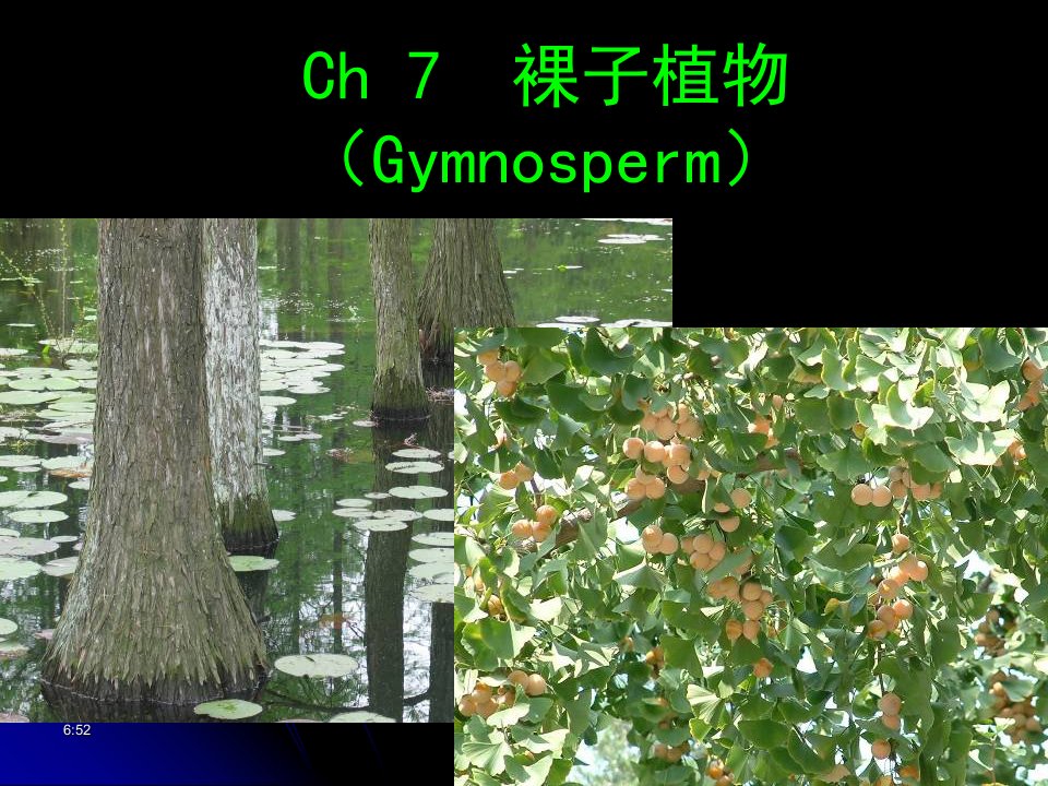 生物竞赛讲座之裸子植物