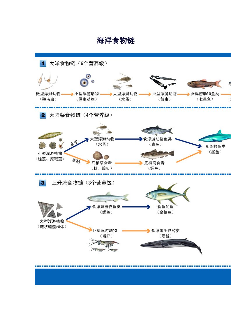 海洋生物链