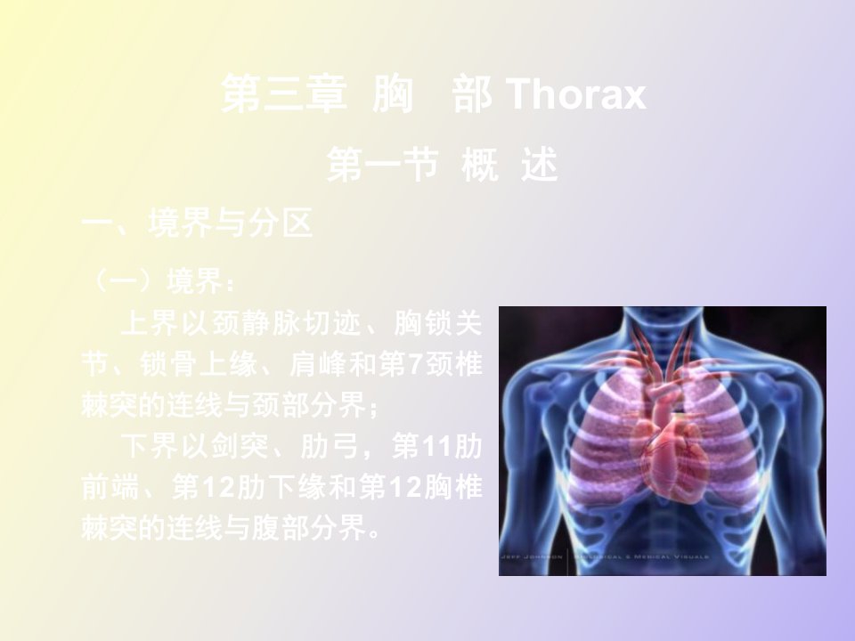 局部解剖学胸部医学