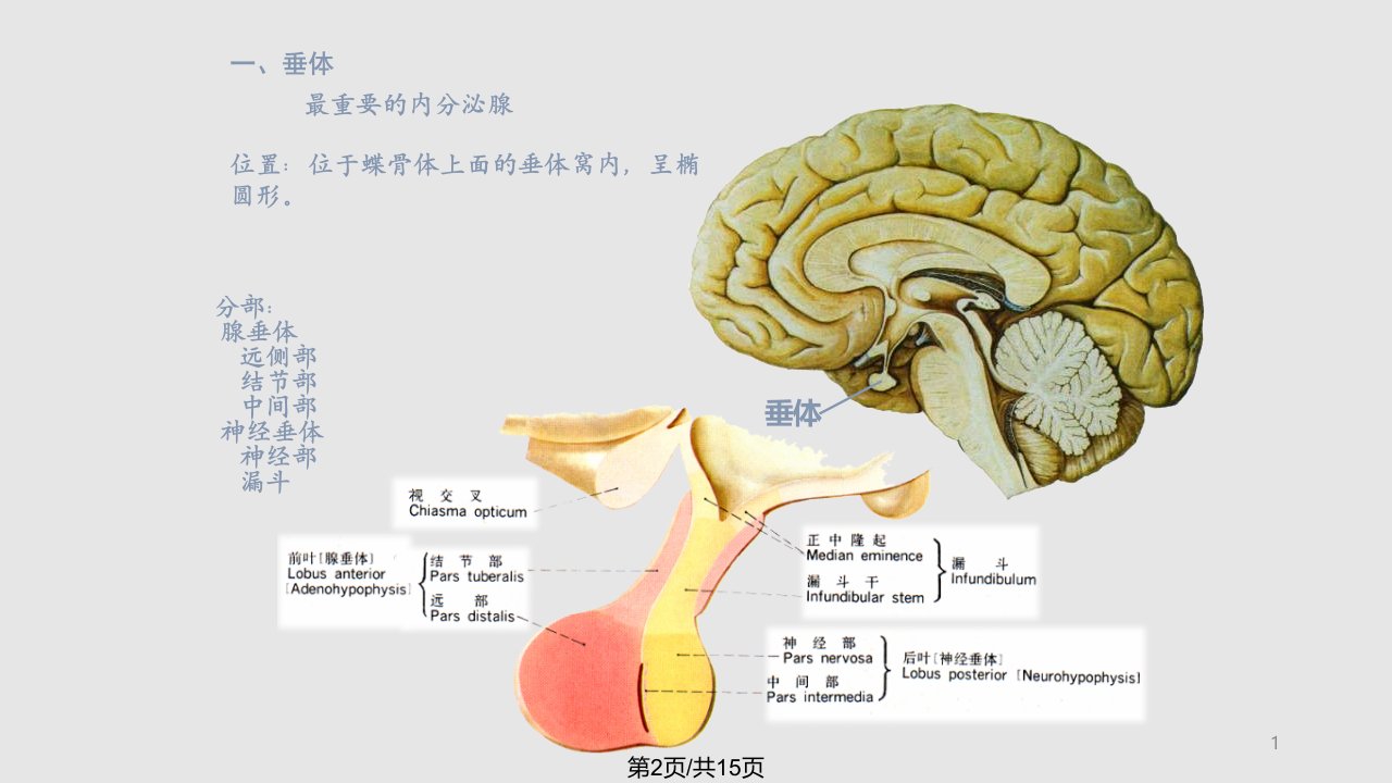 内分泌学习教程