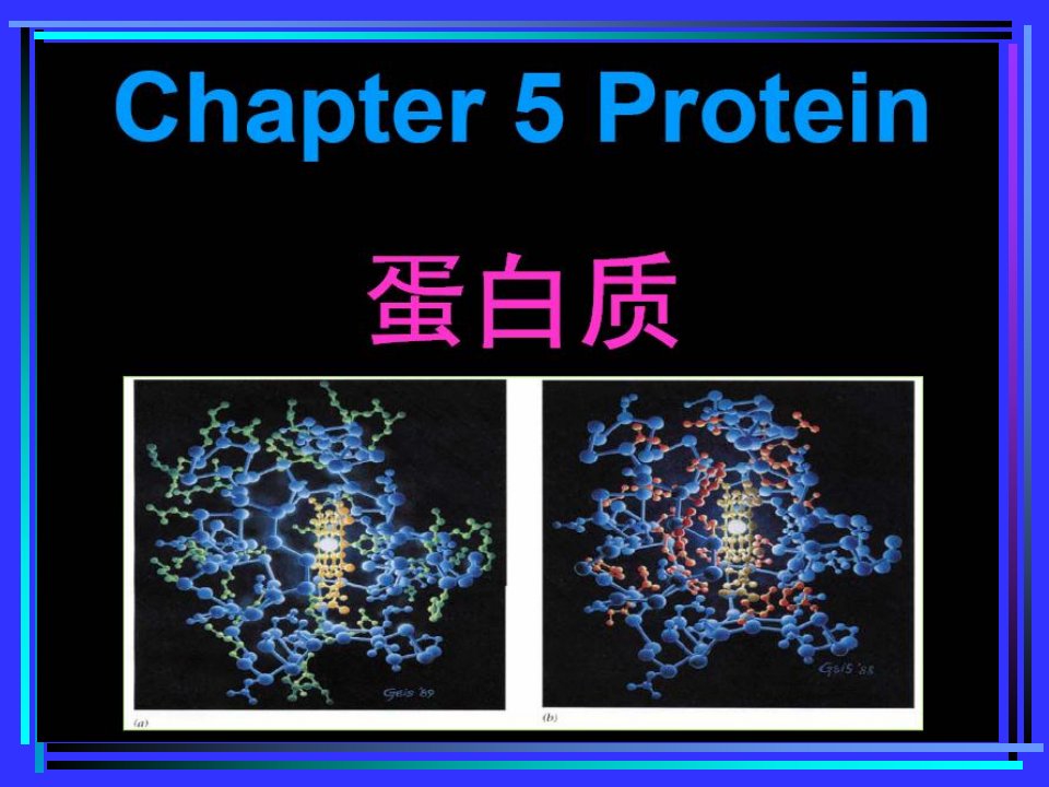 食品化学课件5蛋白质