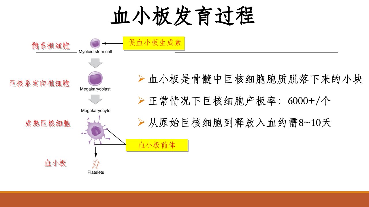 成人原发免疫性血小板减少症诊断与治疗讲义