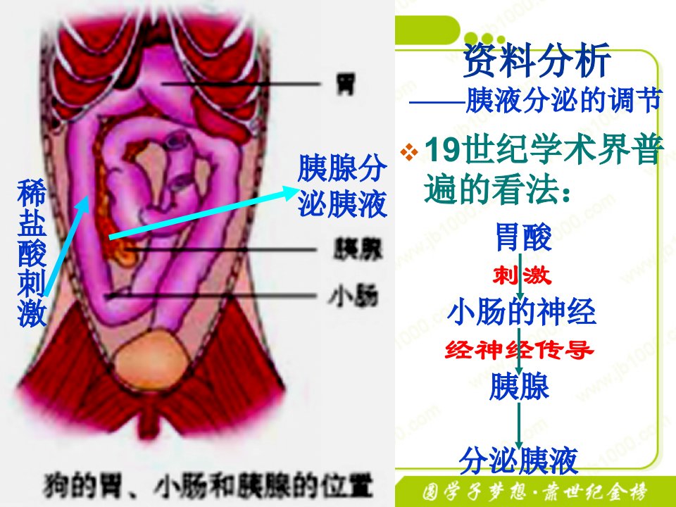 生物：2.2《通过激素的调节》课件(1)(新人教版必修3)-PPT幻灯片