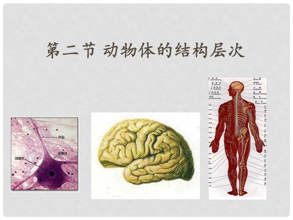 七年级生物上册