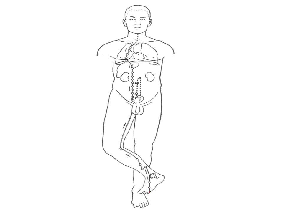 针灸学课件足三阴经15足少阴肾经