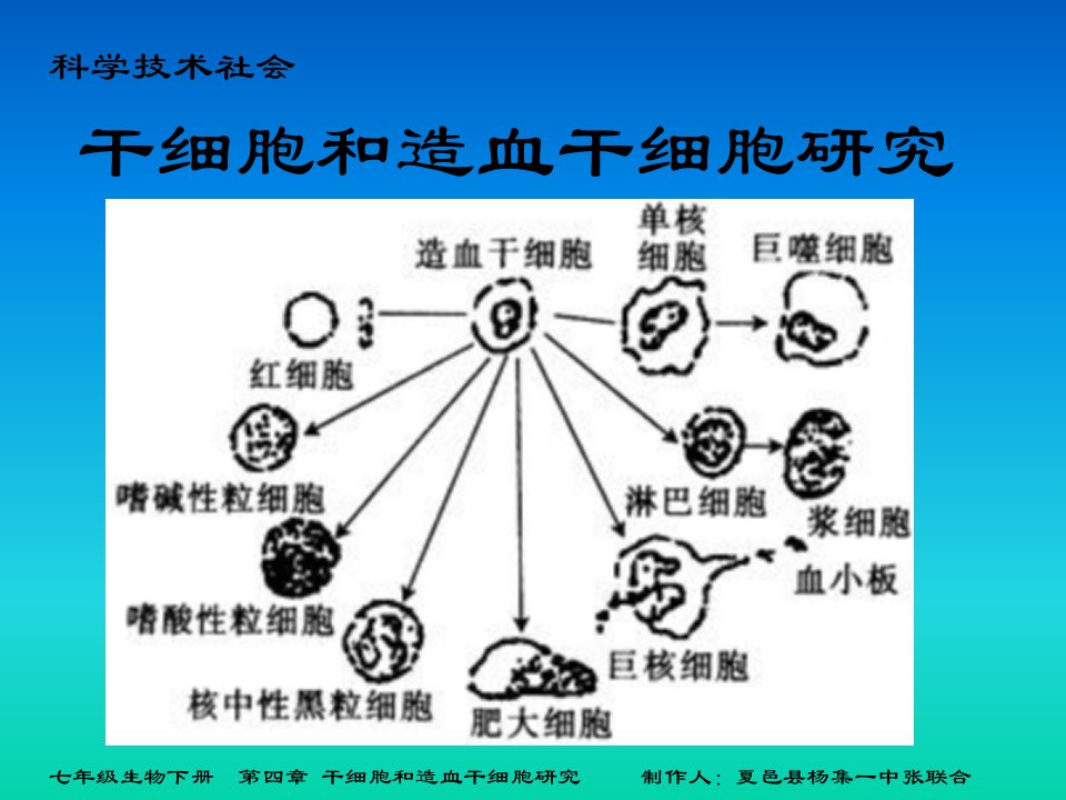 干细胞和造血干细胞研究课件