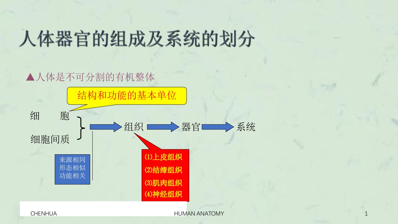 人体器官的组成及系统的划分课件