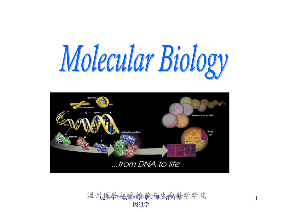 分子生物学概论基因基因组和基因组学课件