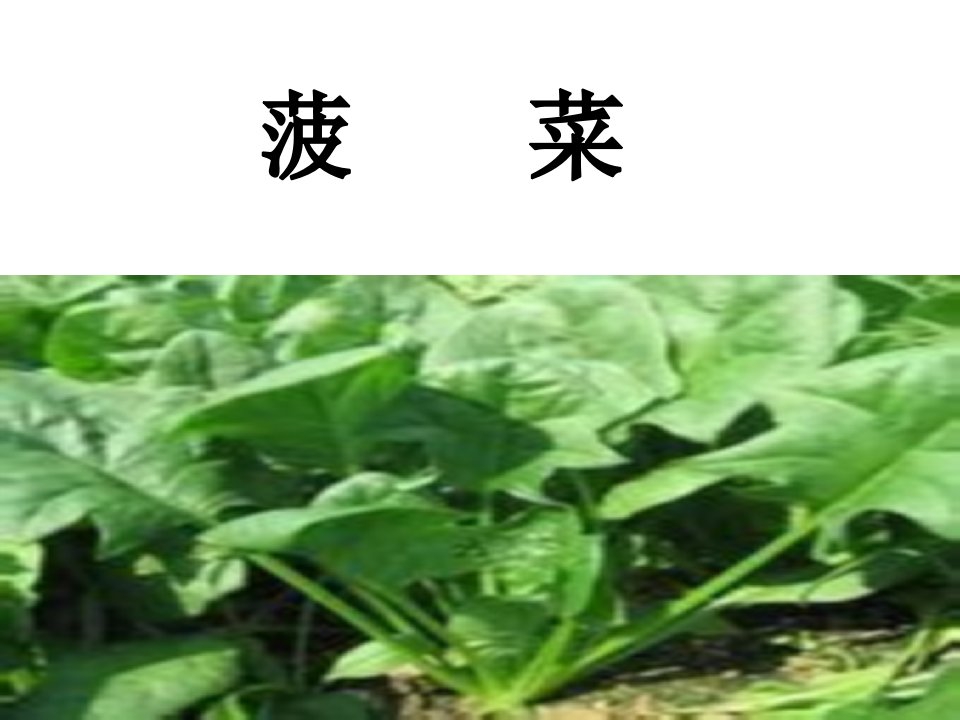 菠菜-课件（PPT·精·选）