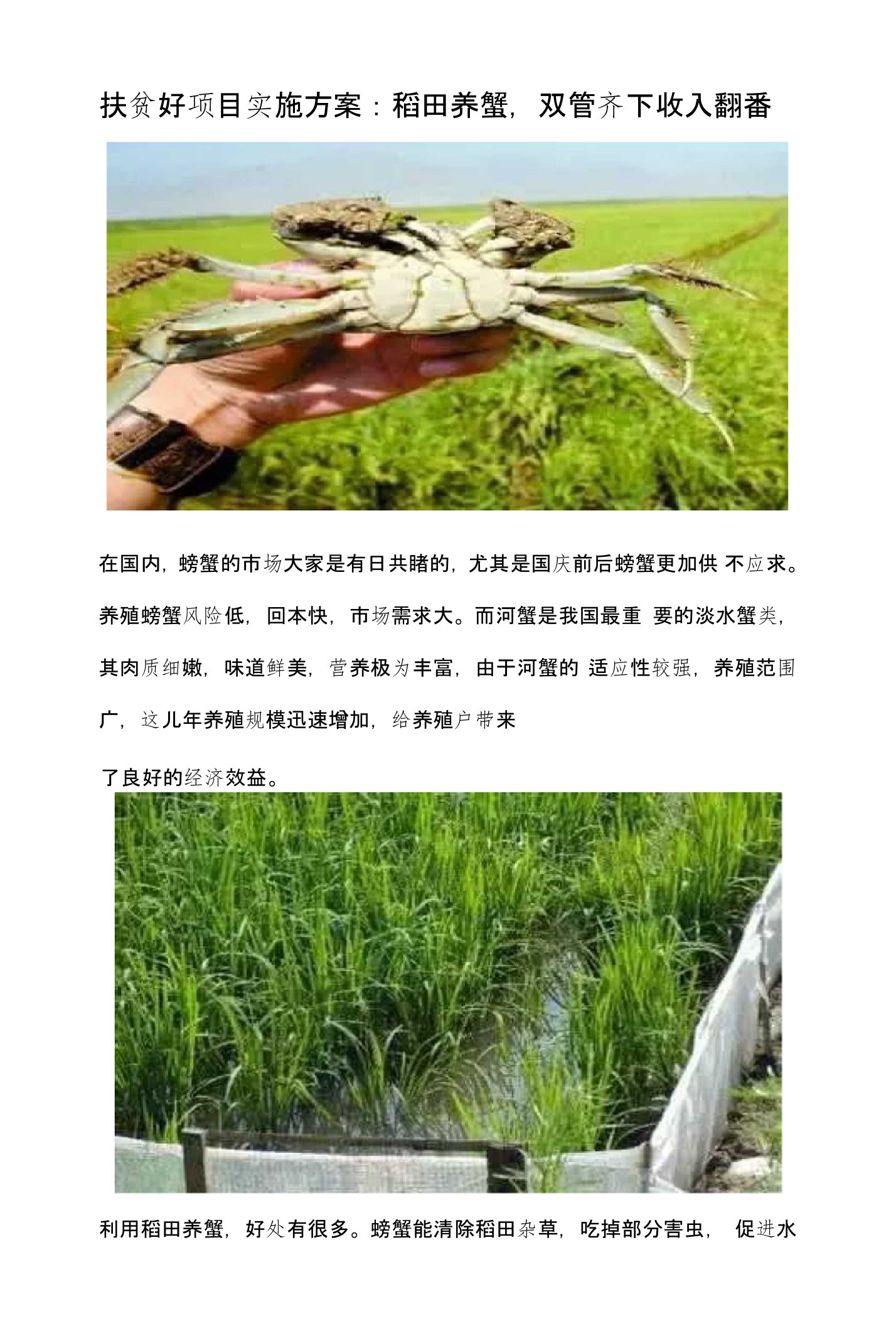 贫好项目实施方案：稻田养蟹，双管齐下收入翻番