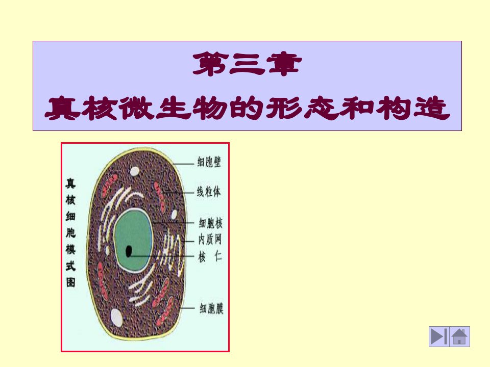 基础微生物学课件1酵母菌