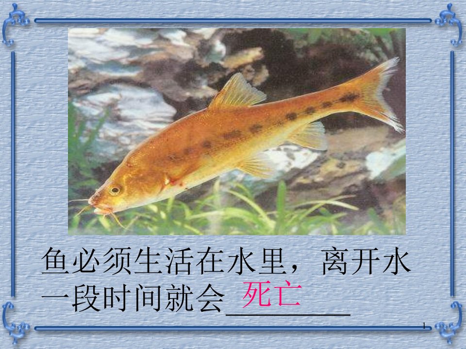 生物与环境的相互关系课件