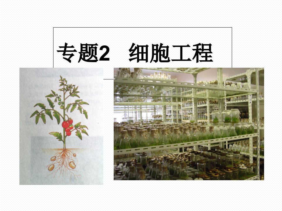 植物细胞工程的基本技术ppt