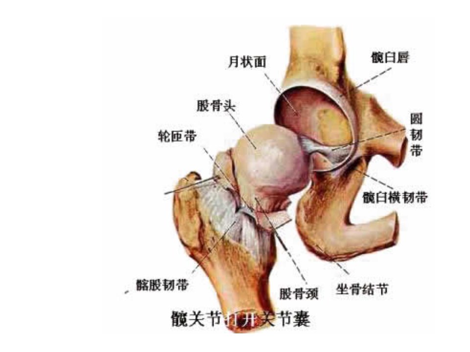 髋部骨折与康复ppt课件