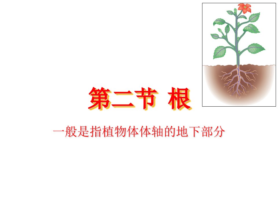 植物学复习资料