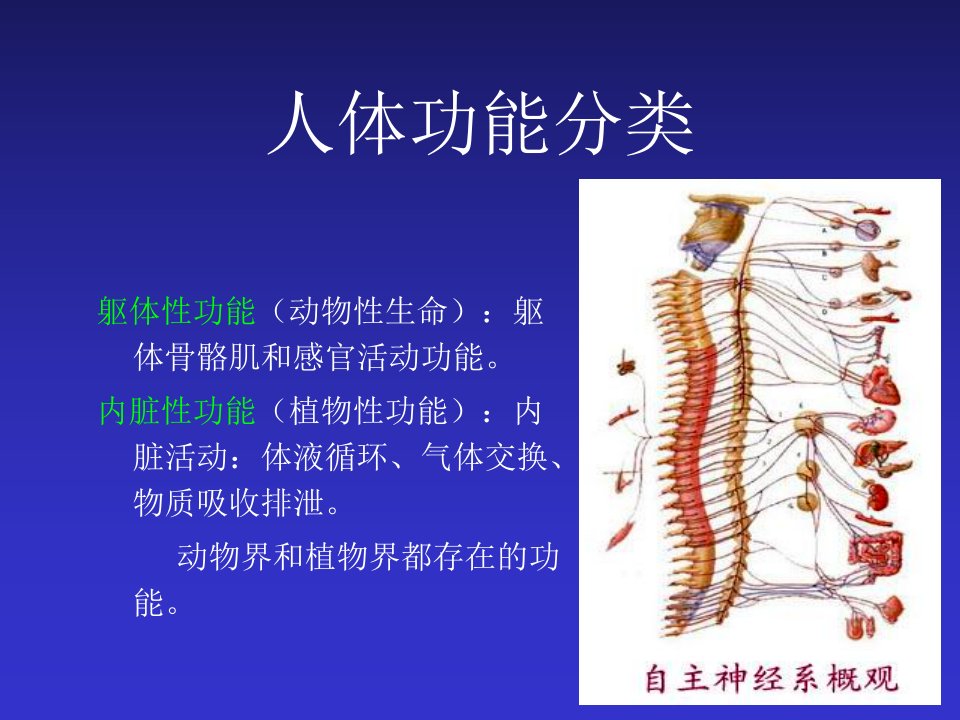 交感神经系统与B受体阻断剂PPT课件