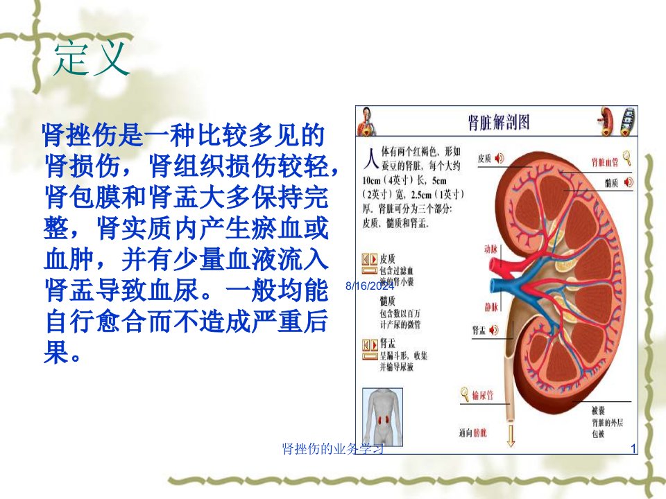 肾挫伤的业务学习培训课件