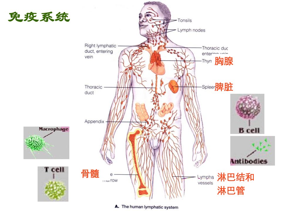 功能产品系统班松果菊大蒜素课件