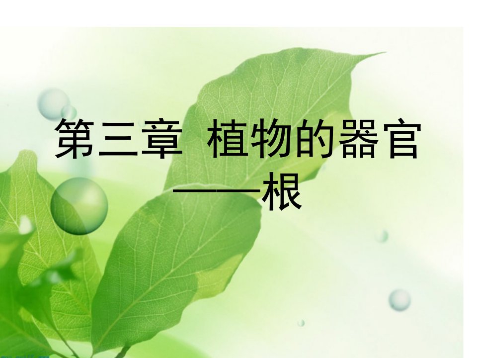 药用植物学根课件