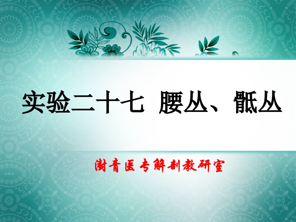 实验二十七腰丛、骶丛