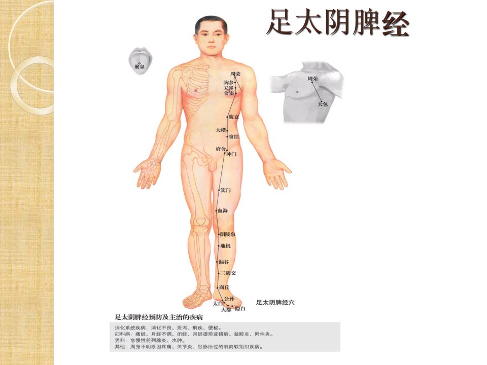 足太阴脾经重点穴位