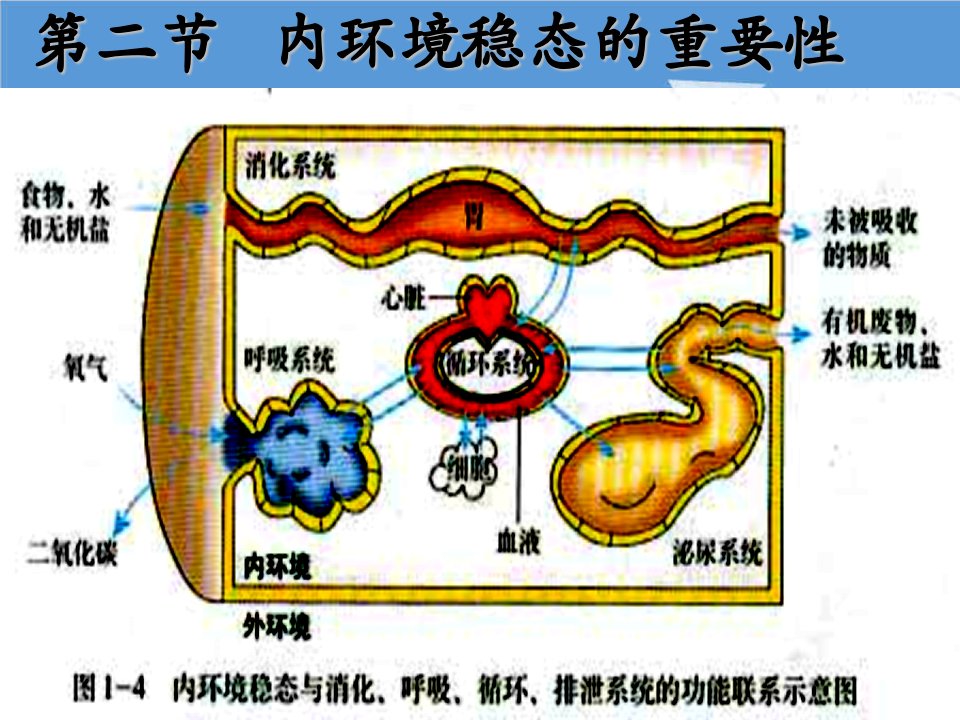 环境管理-内环境稳态的重要性副本