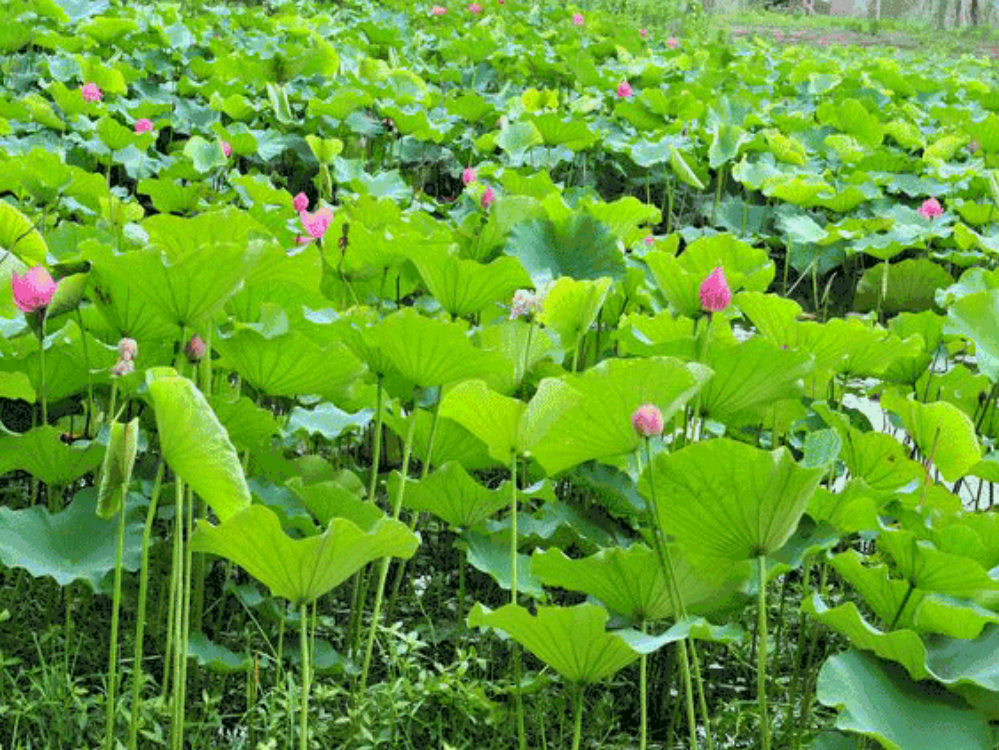 (部编)人教语文一年级下册池上课件