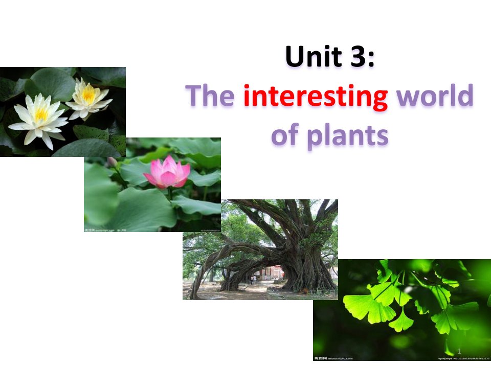 2020-2021学年牛津上海版英语高中一年级第二学期课件-Unit3-Plants-reading-The-interesting-world-of-plants