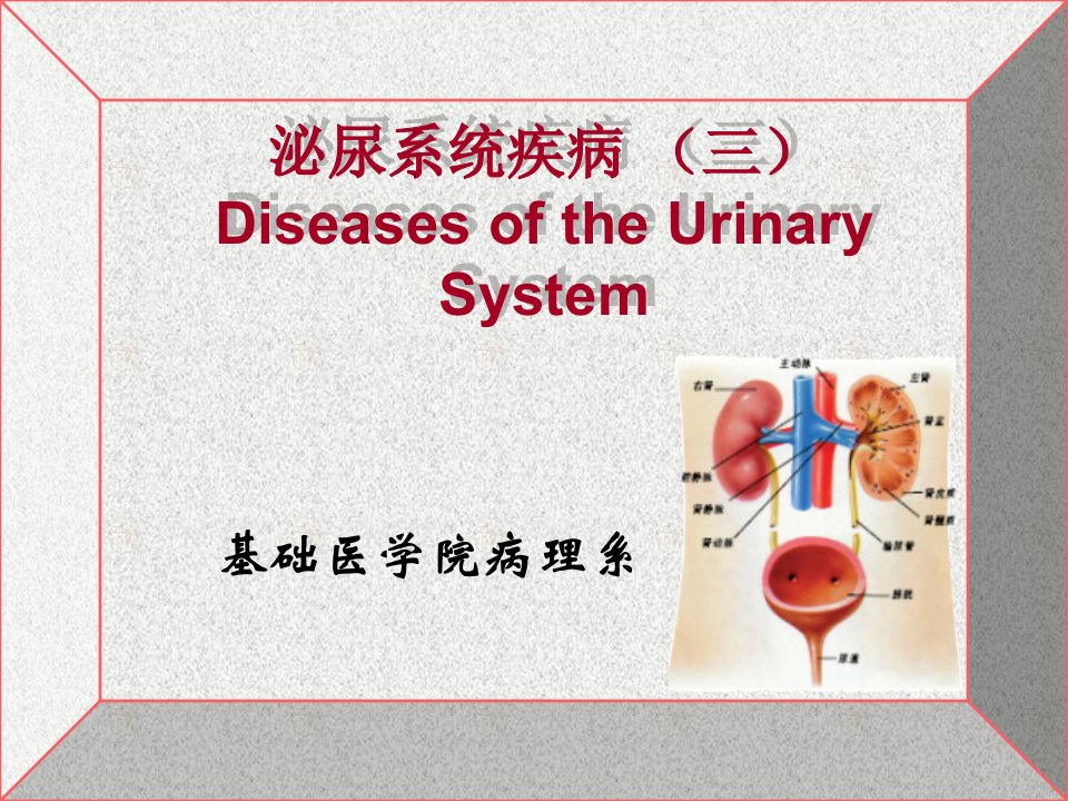 七科考病理学泌尿系统疾病课件