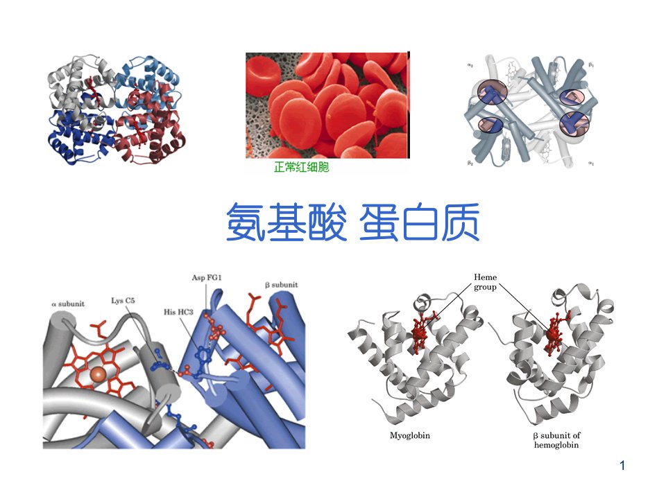 人教化学选修5第4章-第三节蛋白质和核酸课件